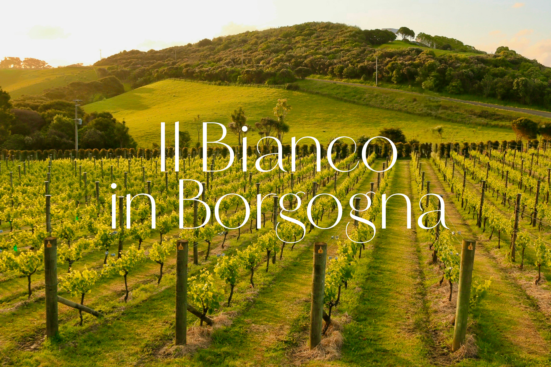 Il Bianco in Borgogna
